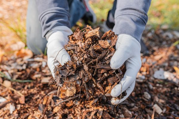 Shredded Mulch Installation in Mill Valley