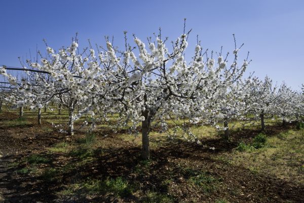 Orchard Planting in Mill Valley