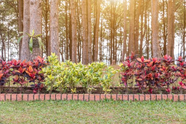 Small Garden Landscaping in Mill Valley
