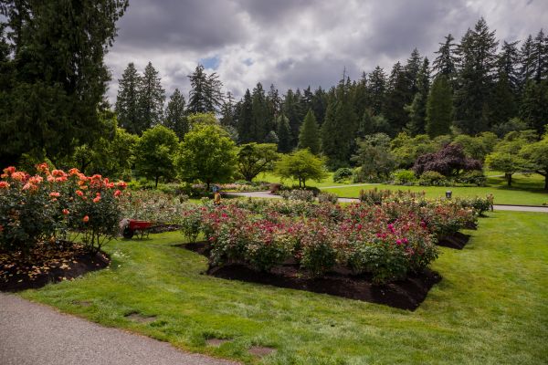 Flower Garden Landscaping in Mill Valley