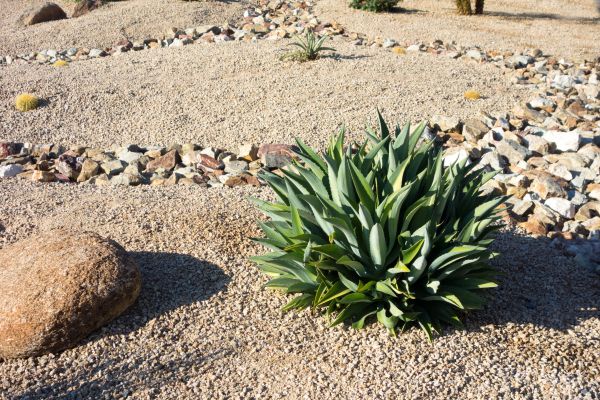 Xeriscaping Service in Mill Valley