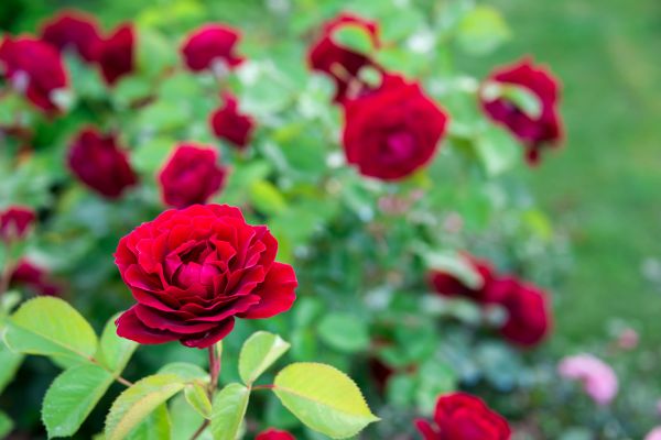 Rose Planting in Mill Valley