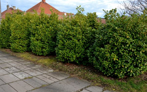 Privacy Shrub Installation in Mill Valley