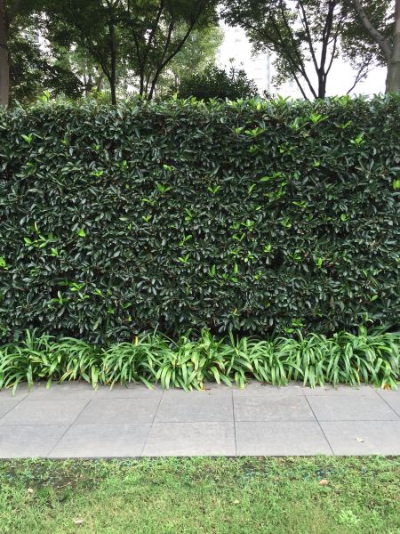Privacy Shrub Planting in Mill Valley