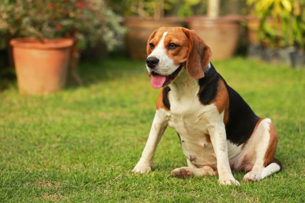 Dog Friendly Landscaping in Mill Valley