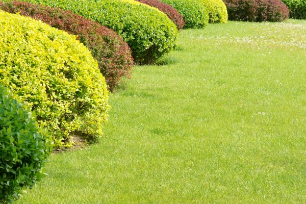 Shrubbery Planting in Mill Valley
