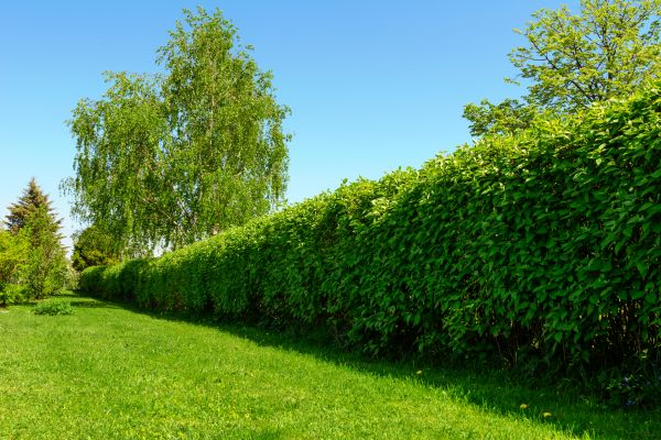 Hedge Replacement in Mill Valley