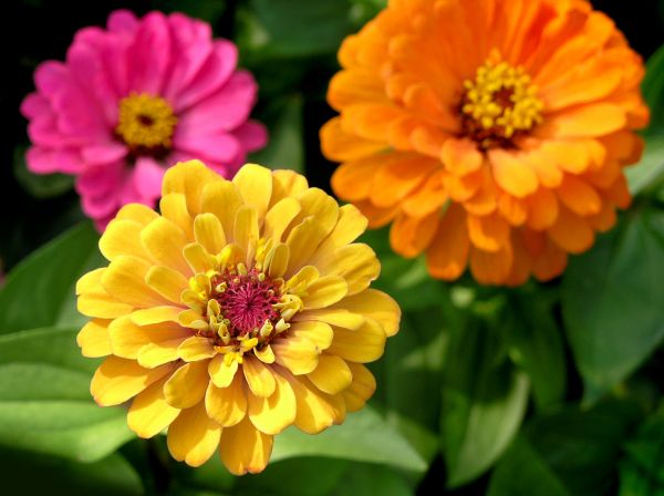 Zinnia Planting in Mill Valley