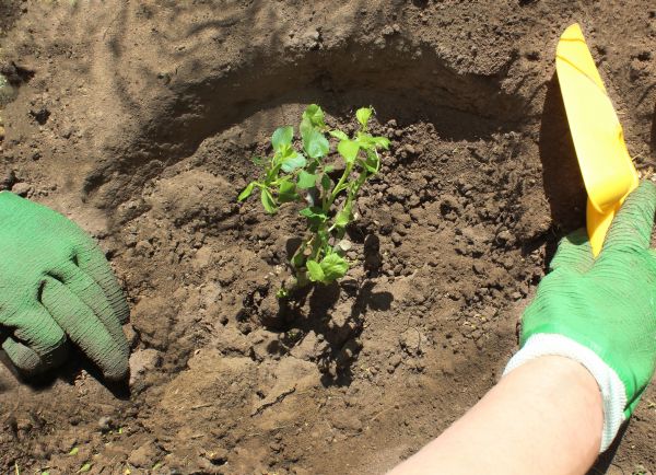 Rose Bush Planting in Mill Valley