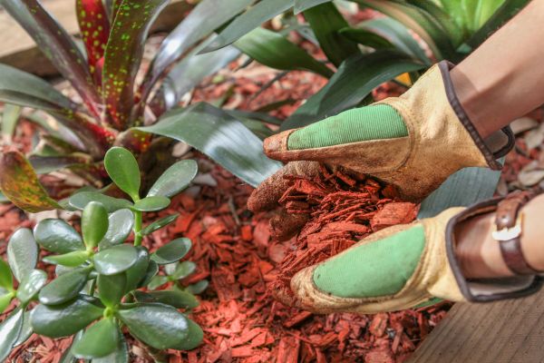 Residential Mulching in Mill Valley