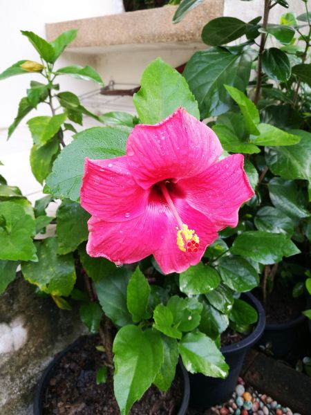 Hibiscus Planting in Mill Valley