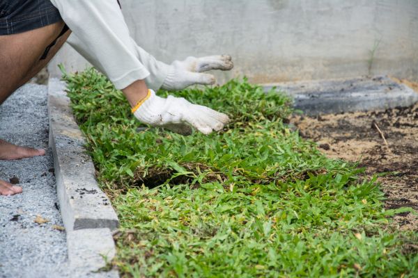 Ground Cover Planting in Mill Valley