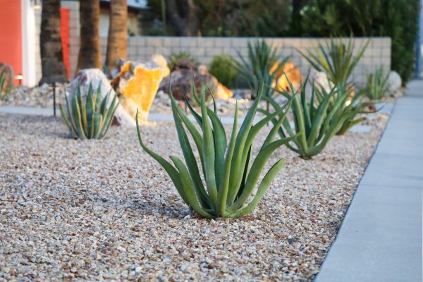 Drought Resistant Landscaping in Mill Valley
