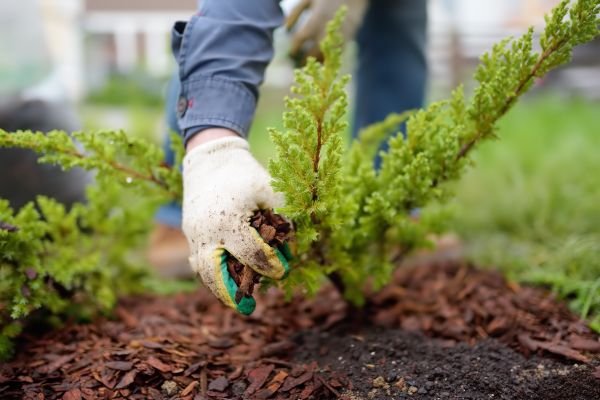 Church Mulching in Mill Valley
