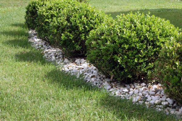 Boxwood Planting in Mill Valley