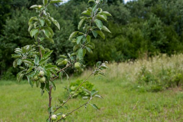 Apple Tree Planting in Mill Valley