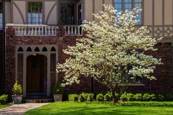 Dogwood Tree Planting in Mill Valley