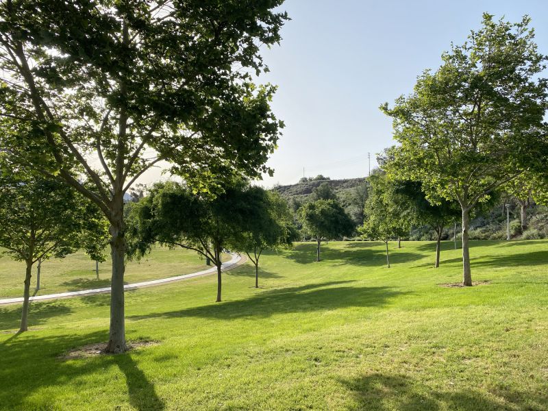 Mature Tree Installations