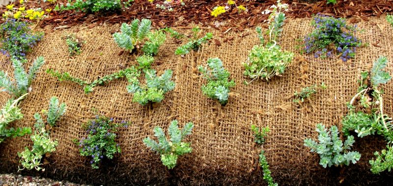 Lawn Erosion Control